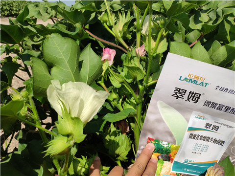 微生物菌劑，拉姆拉