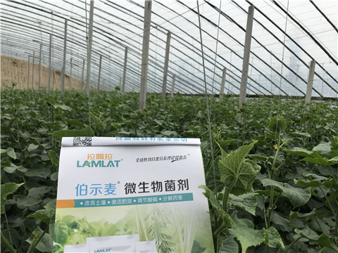 微生物菌劑，生根劑，拉姆拉