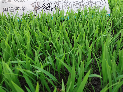 微生物菌劑，拉姆拉