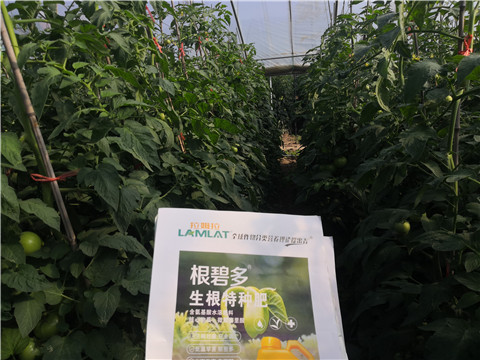 根碧多，拉姆拉