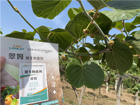 微生物菌劑，拉姆拉