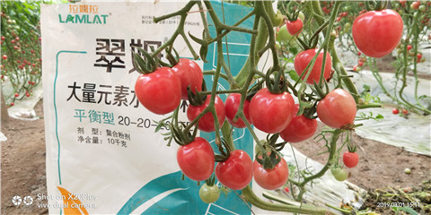 水溶肥，翠姆，拉姆拉