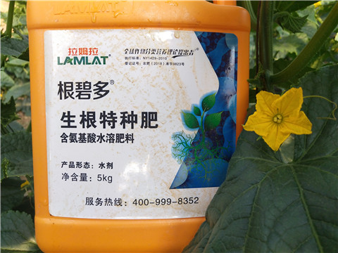 根碧多，拉姆拉