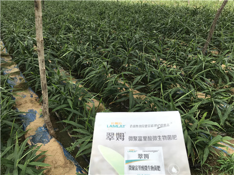 微生物菌劑，翠姆，拉姆拉