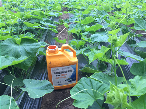 生根劑，魚蛋白水溶肥，拉姆拉