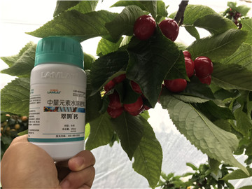 鈣肥，拉姆拉，翠姆