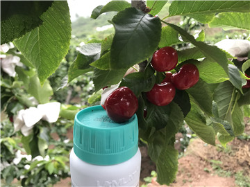 鈣肥，拉姆拉，翠姆