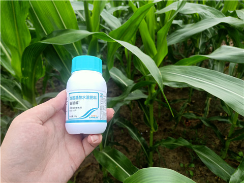 安碧解，拉姆拉