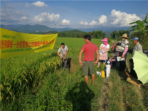 葉面肥，水稻灌漿肥，拉姆拉