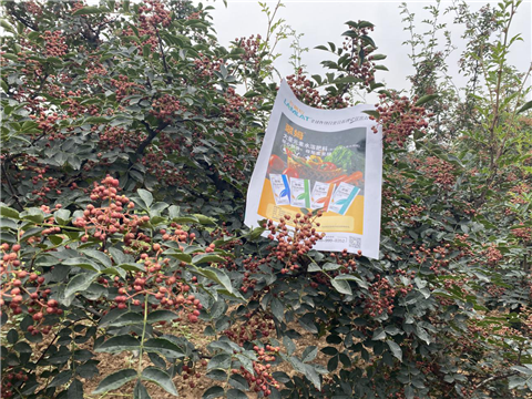 花椒種植，大量元素水溶肥，翠姆