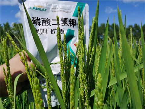 水溶肥，磷酸二氫鉀
