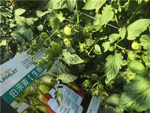 水溶肥，拉姆拉