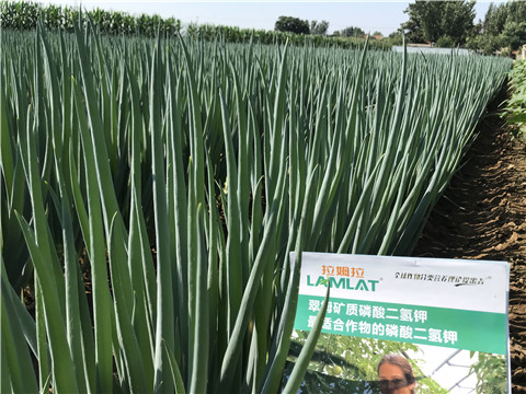 進(jìn)口水溶肥品牌，拉姆拉，翠姆