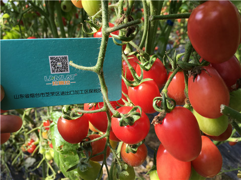 進(jìn)口水溶肥，翠姆，拉姆拉