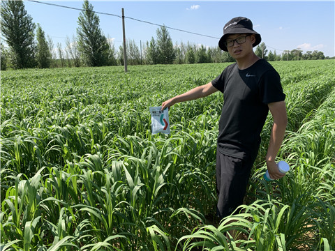 磷酸二氫鉀，拉姆拉，翠姆