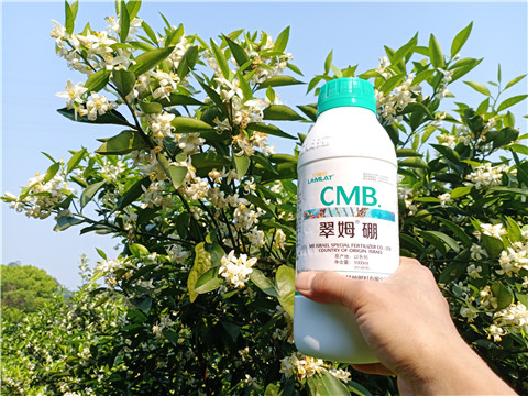 硼肥，拉姆拉，翠姆