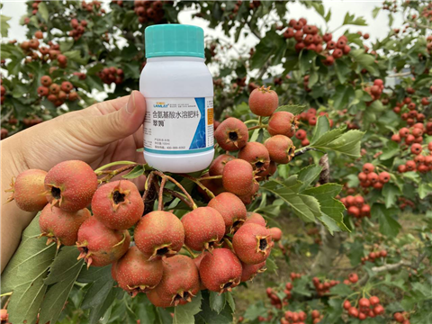 葉面肥，翠姆，拉姆拉