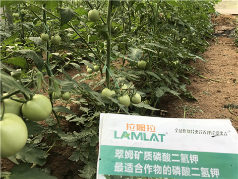 進(jìn)口水溶肥，拉姆拉，翠姆