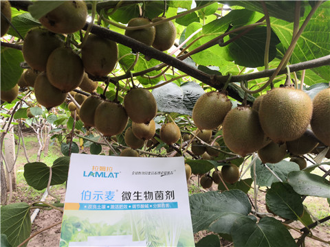 微生物菌劑，生根劑，伯示麥，拉姆拉