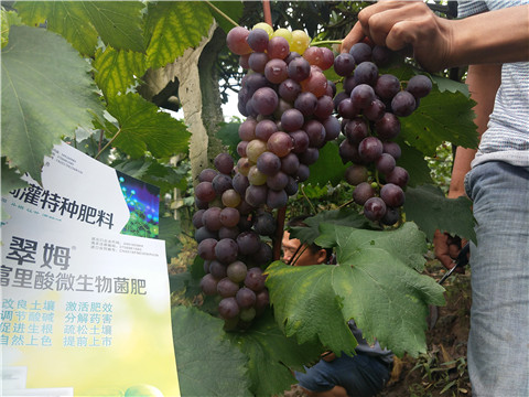 微生物菌劑，拉姆拉，翠姆