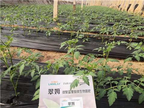 水溶肥，拉姆拉，翠姆