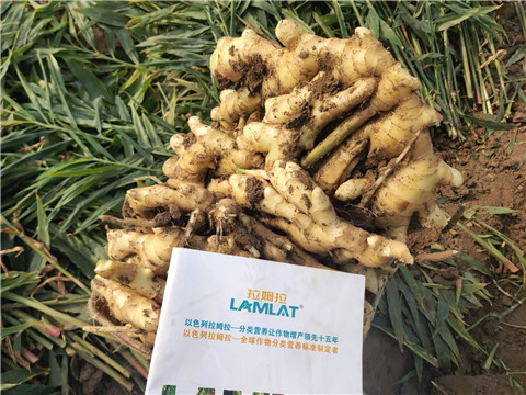 水溶肥，拉姆拉，翠姆