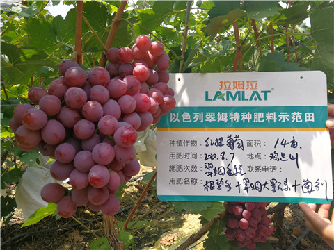 進口水溶肥，拉姆拉，翠姆