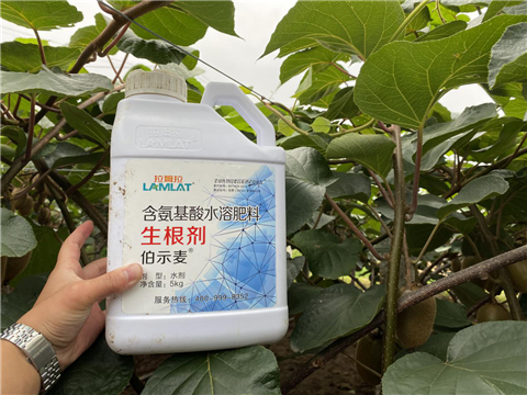 水溶肥，生根劑，微生物菌劑，伯示麥，拉姆拉