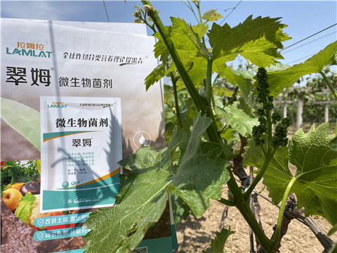 微生物菌劑，拉姆拉，翠姆