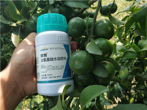 葉面肥，拉姆拉，翠姆