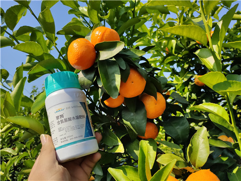 葉面肥，拉姆拉，翠姆