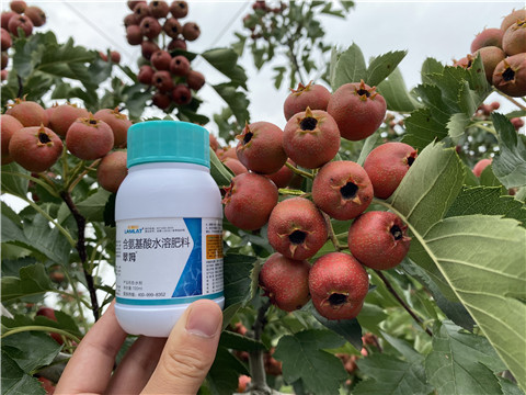 葉面肥，拉姆拉，翠姆