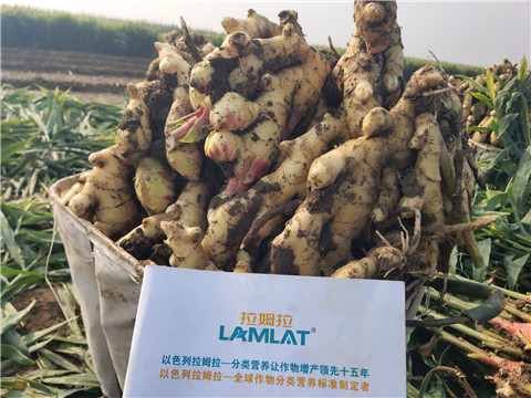 進(jìn)口水溶肥，拉姆拉，翠姆