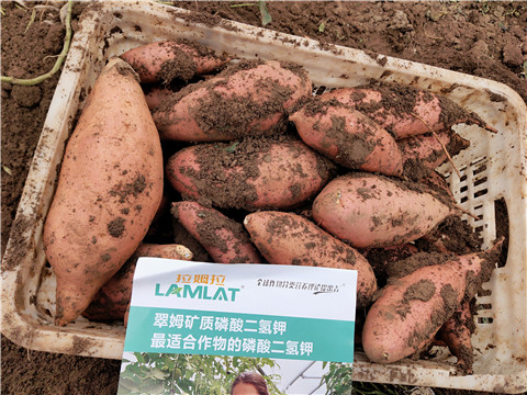 進(jìn)口水溶肥，拉姆拉，翠姆