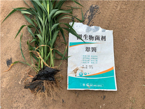 微生物菌劑，拉姆拉，翠姆