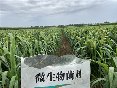 微生物菌劑，拉姆拉，翠姆