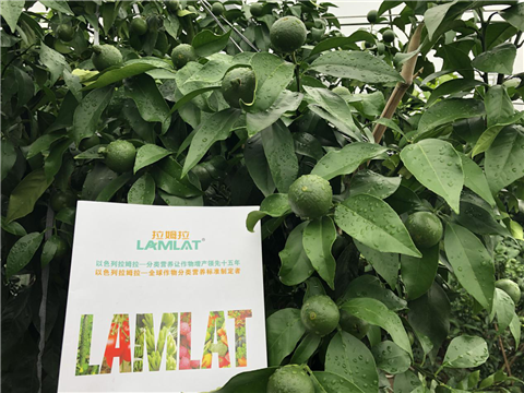 水溶肥，拉姆拉，翠姆