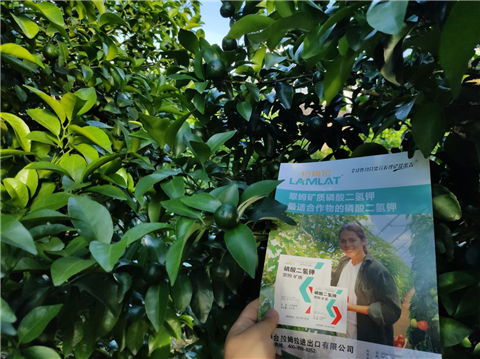 水溶肥，拉姆拉，翠姆