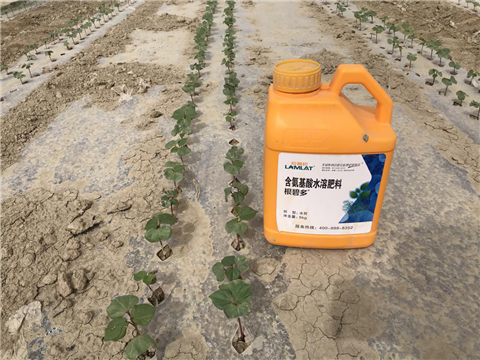 水溶肥，拉姆拉，翠姆