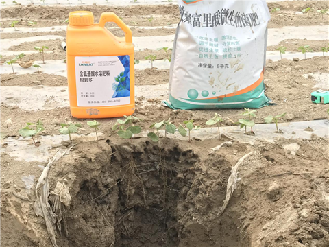 水溶肥，拉姆拉，翠姆