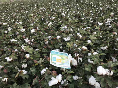 水溶肥，拉姆拉，翠姆