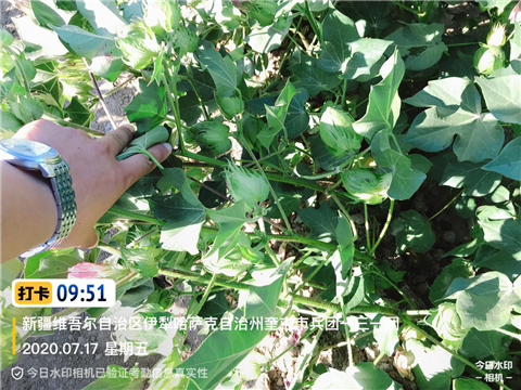 水溶肥，拉姆拉，翠姆