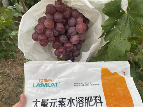 大量元素水溶肥，拉姆拉，翠姆