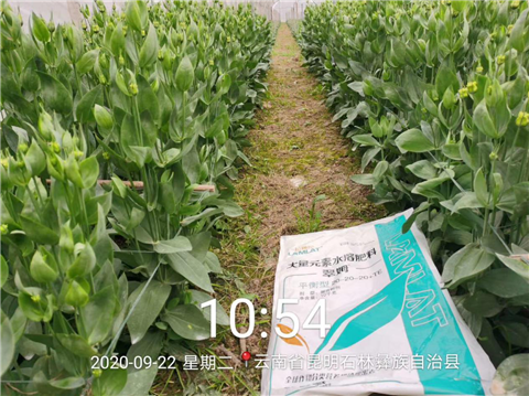 大量元素水溶肥，拉姆拉，翠姆