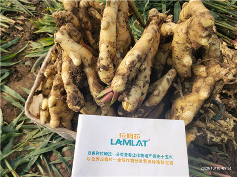 水溶肥，拉姆拉，翠姆