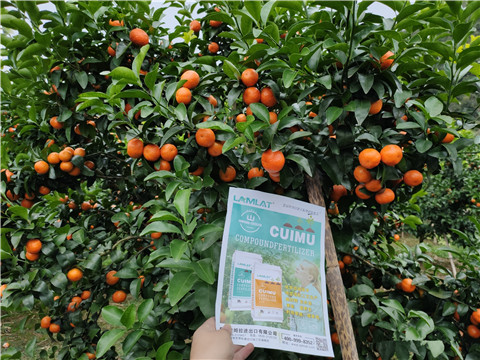 顆粒水溶肥，拉姆拉，翠姆