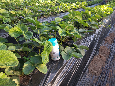 葉面肥，拉姆拉，翠姆