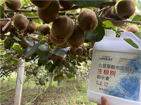 進口水溶肥，拉姆拉，伯示麥