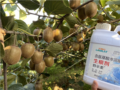 進口水溶肥，拉姆拉，伯示麥