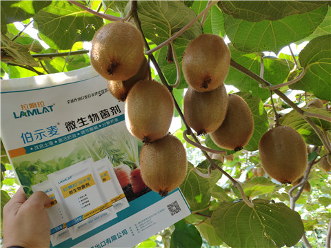 進口水溶肥，拉姆拉，伯示麥